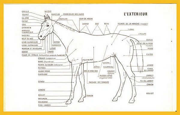 Quiz Parties du corps du cheval - Galop 3, Equitation, Chevaux