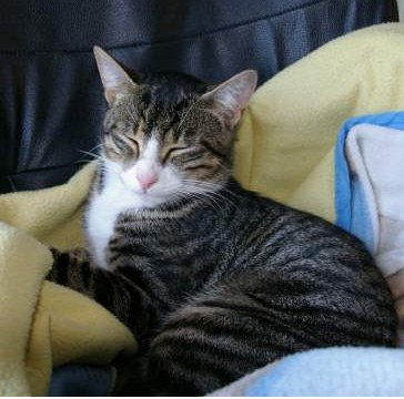 chat